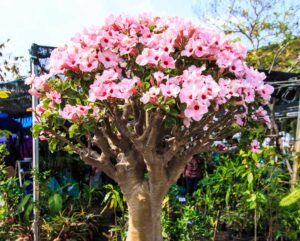 20180224como cuidar de rosa do deserto foto 2 1