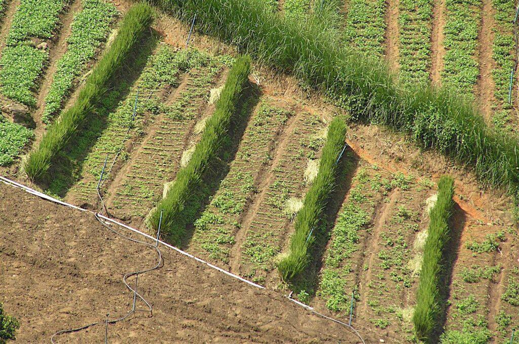 Exemplo de espaço para plantação de Planta Camarão-Amarelo