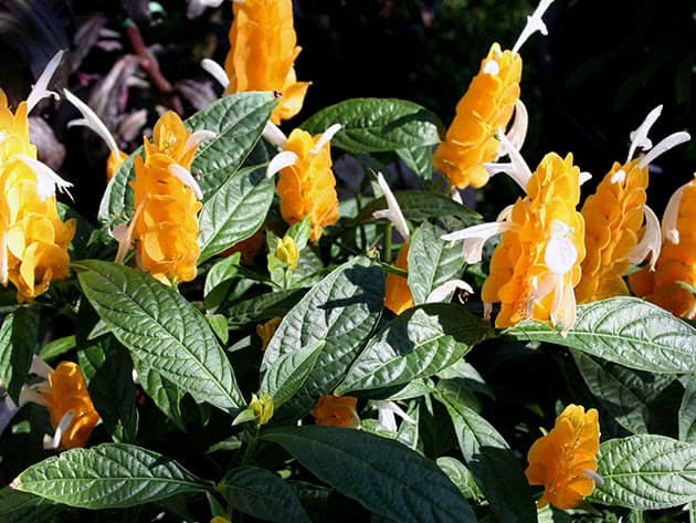 Amostra Planta Camarão-Amarelo