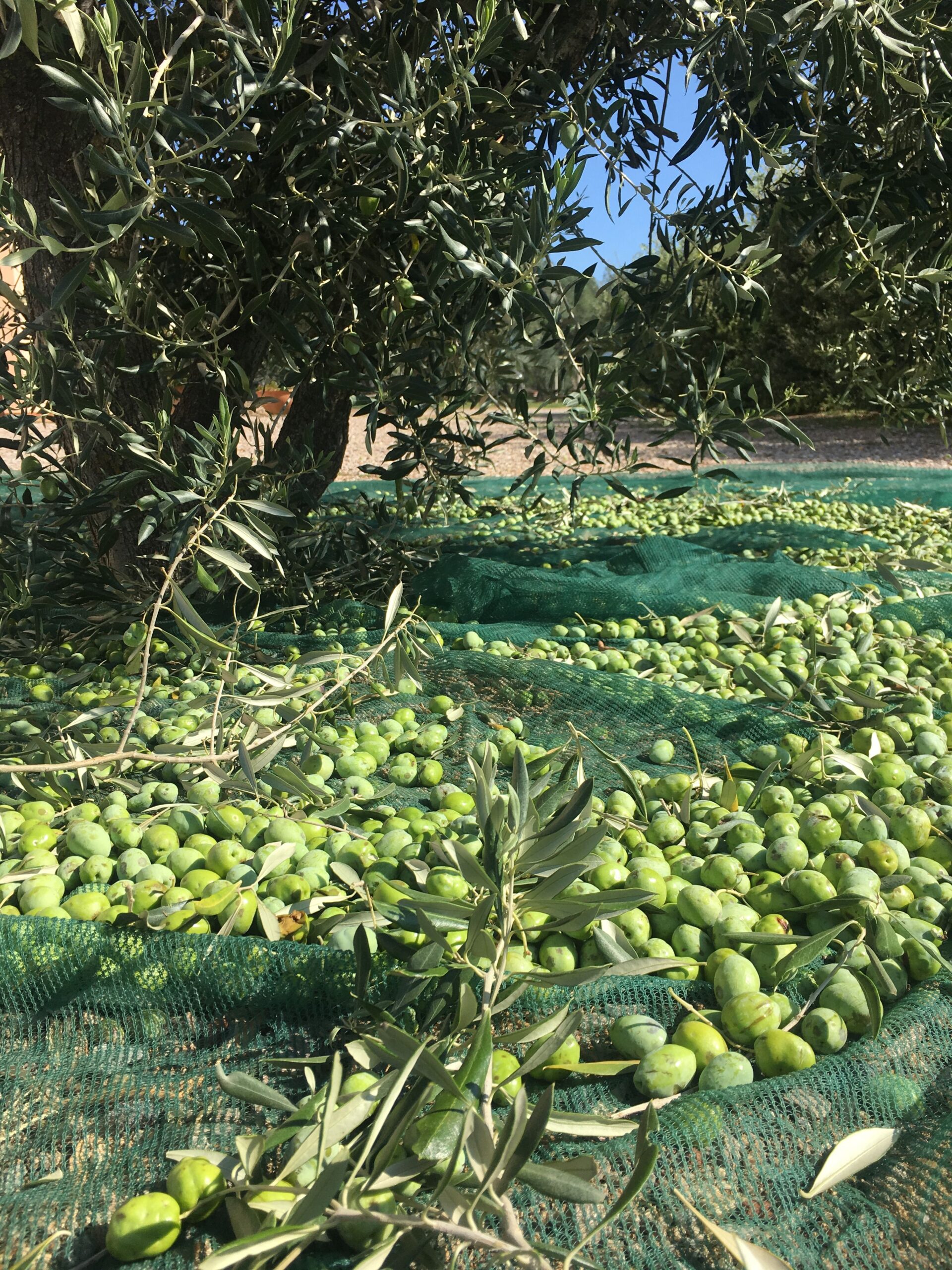 Verde-oliva: acrescente o tom da natureza aos ambientes