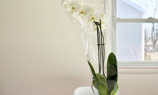 erin iposwK6V5aw unsplash