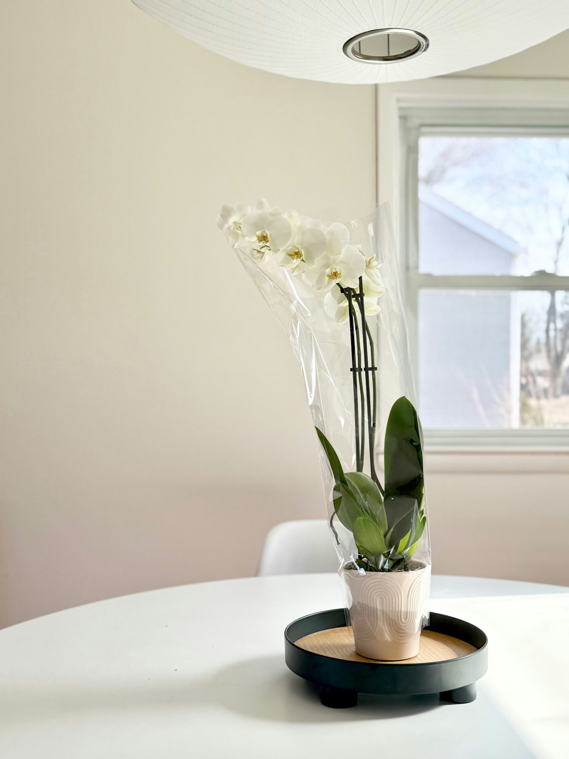 Lírio: significado, tipos e como cultivar essa delicada flor