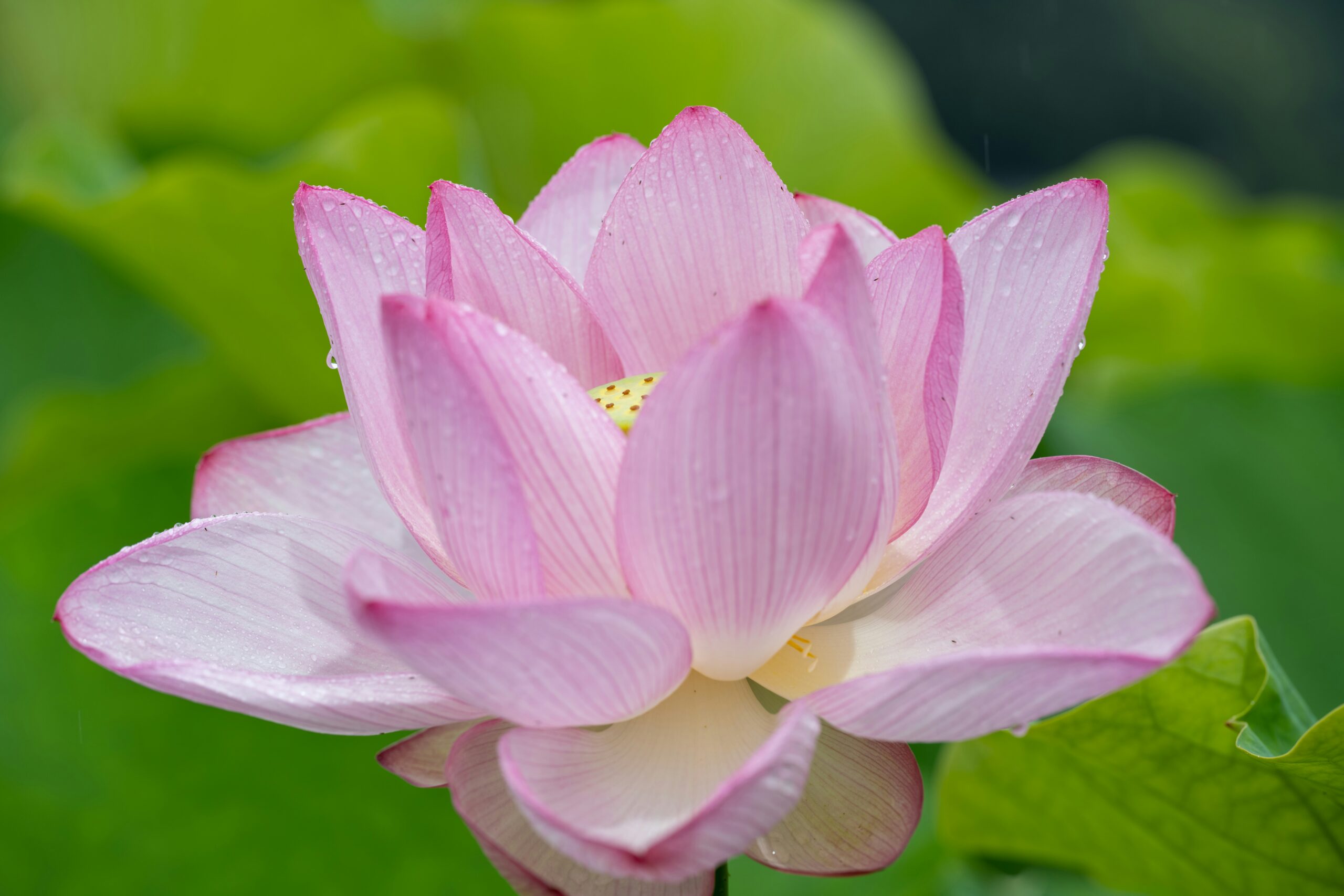 Flor de lótus: dicas para cultivar essa planta mística